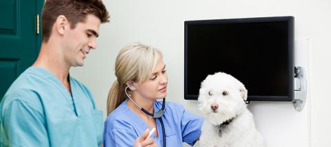 Veterinary Technician Careers