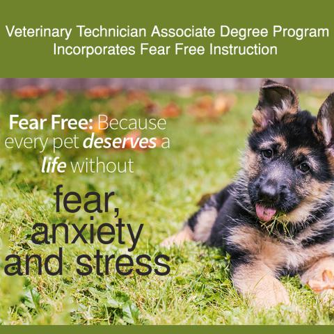 Vet Tech with Fear Free Instruction