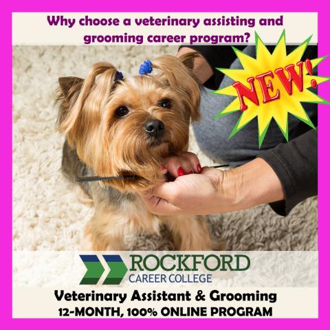 Choosing a Veterinary Assisting and Grooming Program